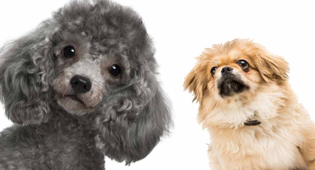 Peekapoo - A Complete Guide To The Pekingese Poodle Mix