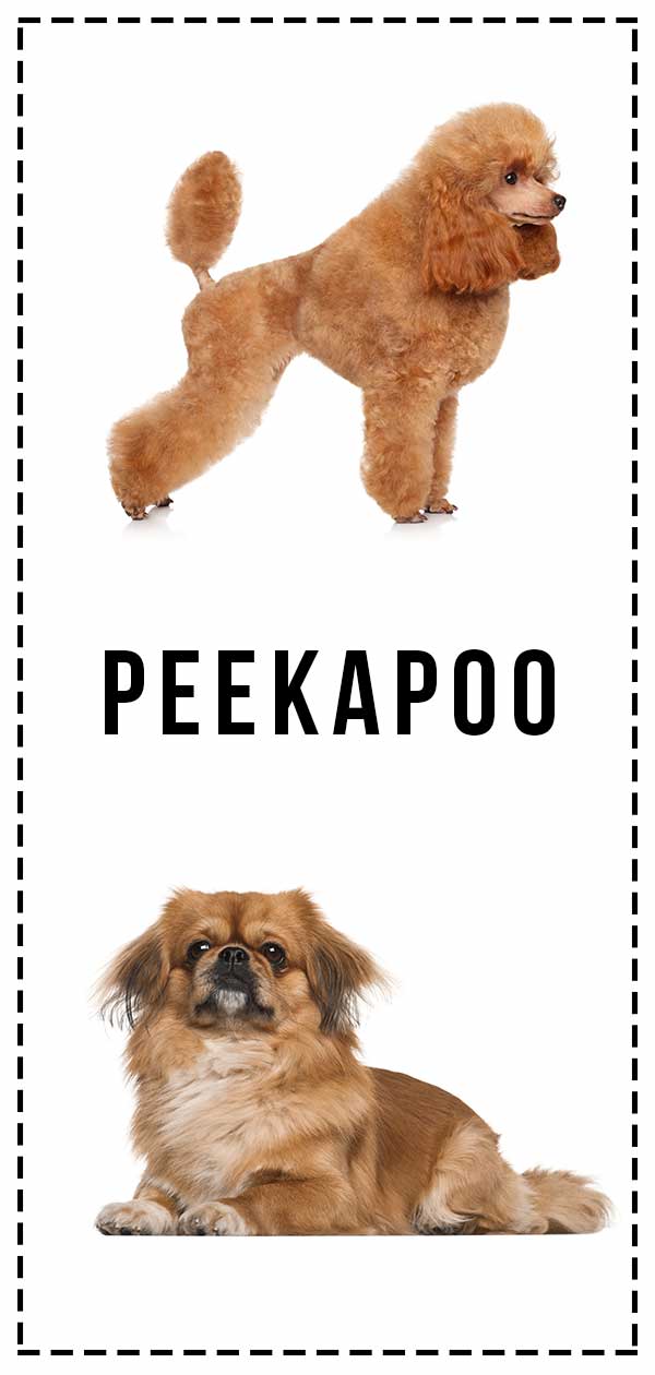Peekapoo - A Complete Guide To The Pekingese Poodle Mix
