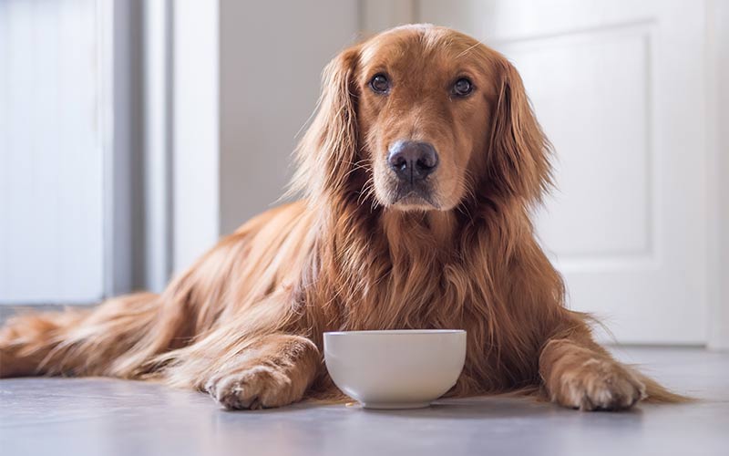 Best Inexpensive Dog Food 