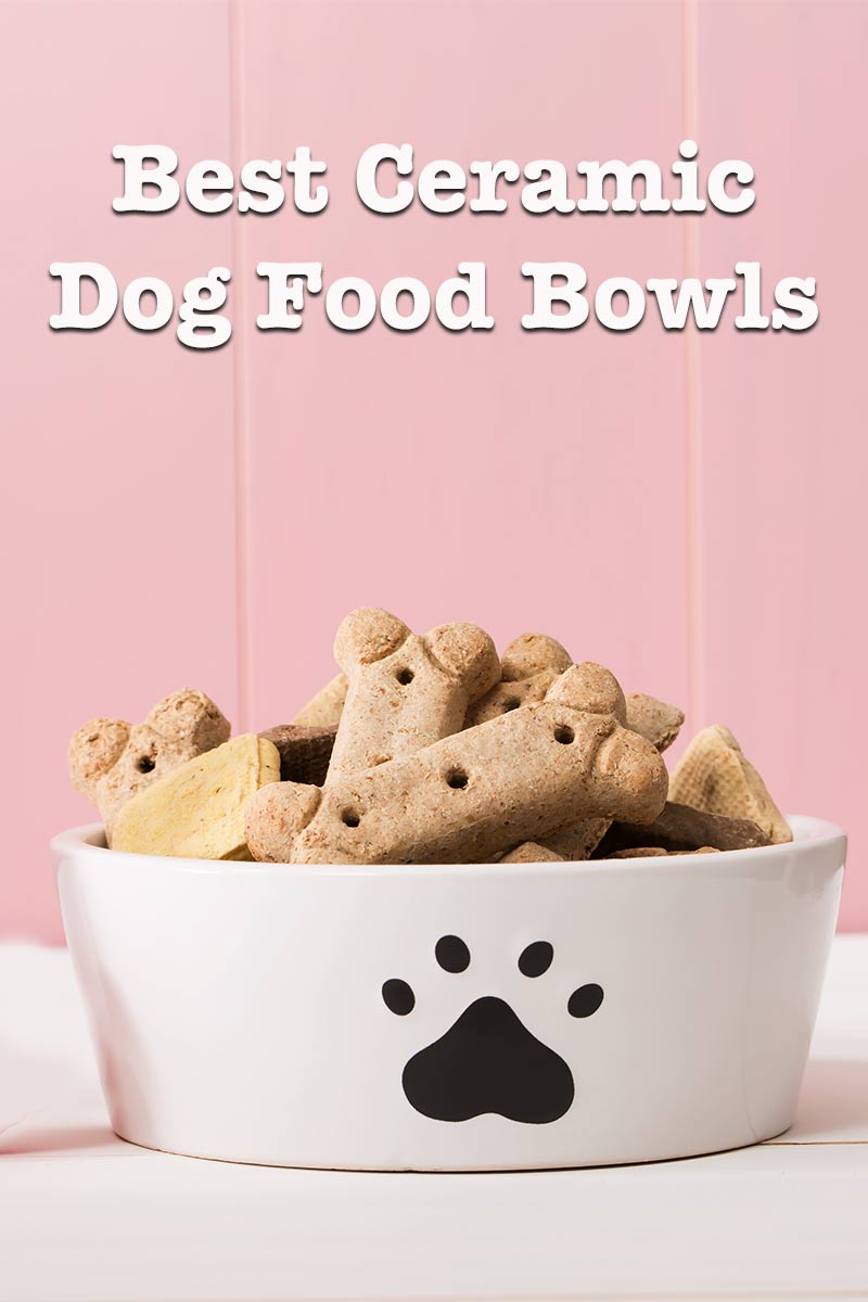 Best Ceramic Dog Bowls Handy Reviews Of The Top Bowls