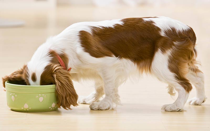 matching dog bowls