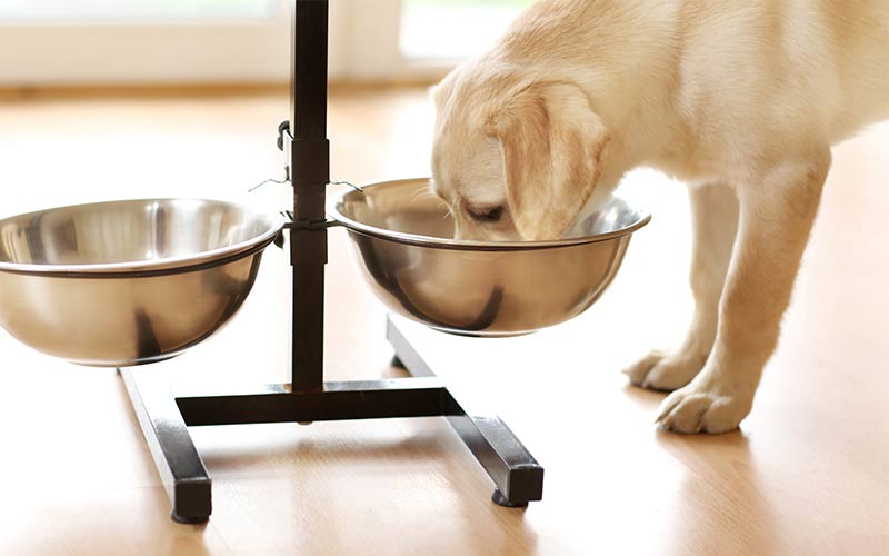 inexpensive dog food