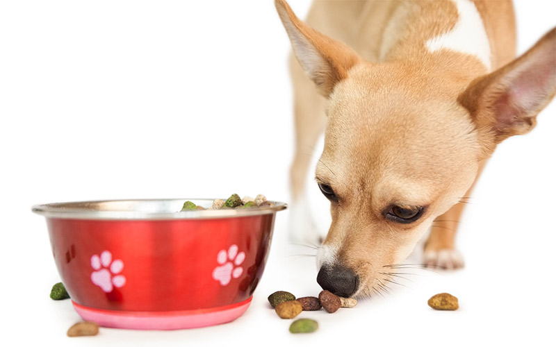 best dog food for Chihuahua puppy