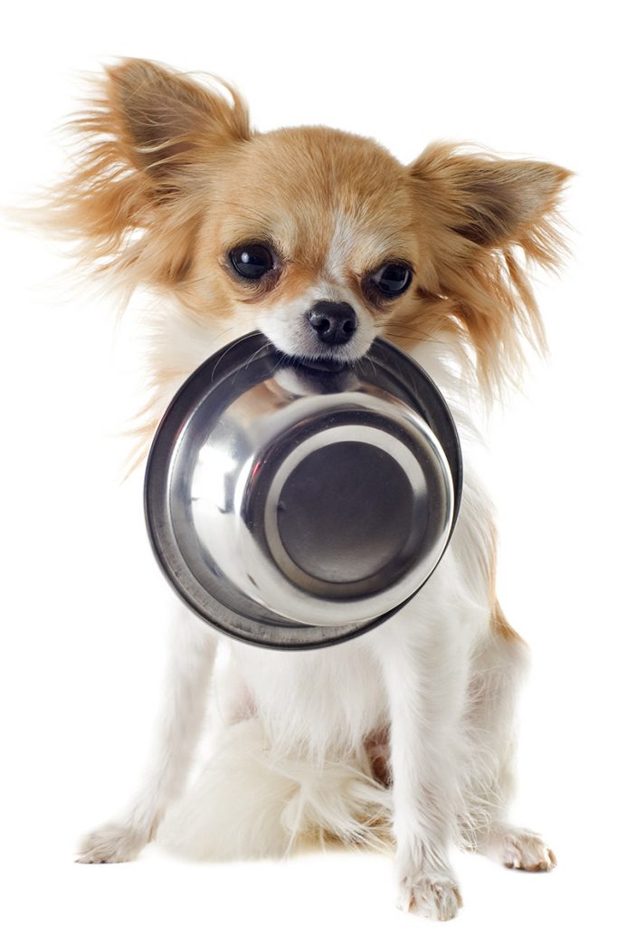 best food for toy chihuahua