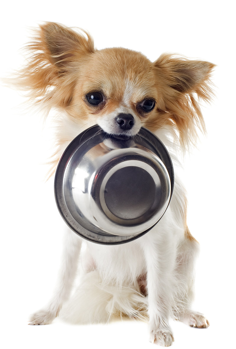 best wet food for chihuahua puppy