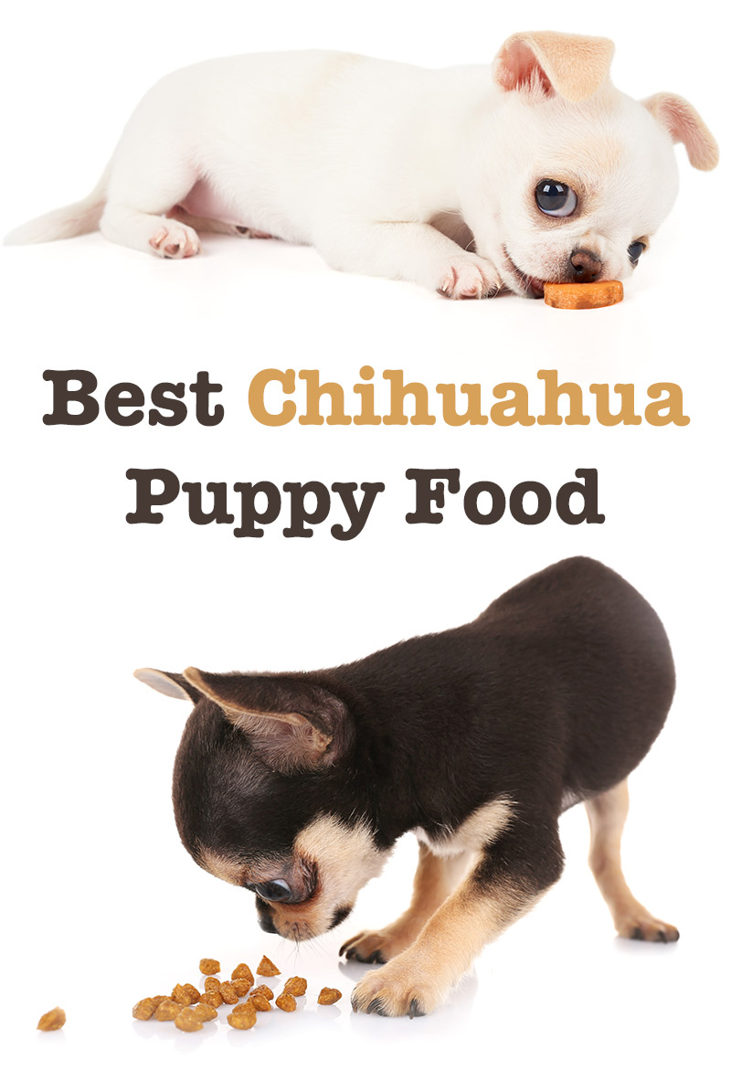 when should i stop feeding my chihuahua puppy food