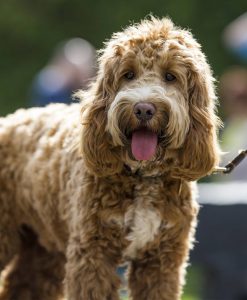Cockapoo - Pros and Cons of the Cocker Spaniel Poodle Mix