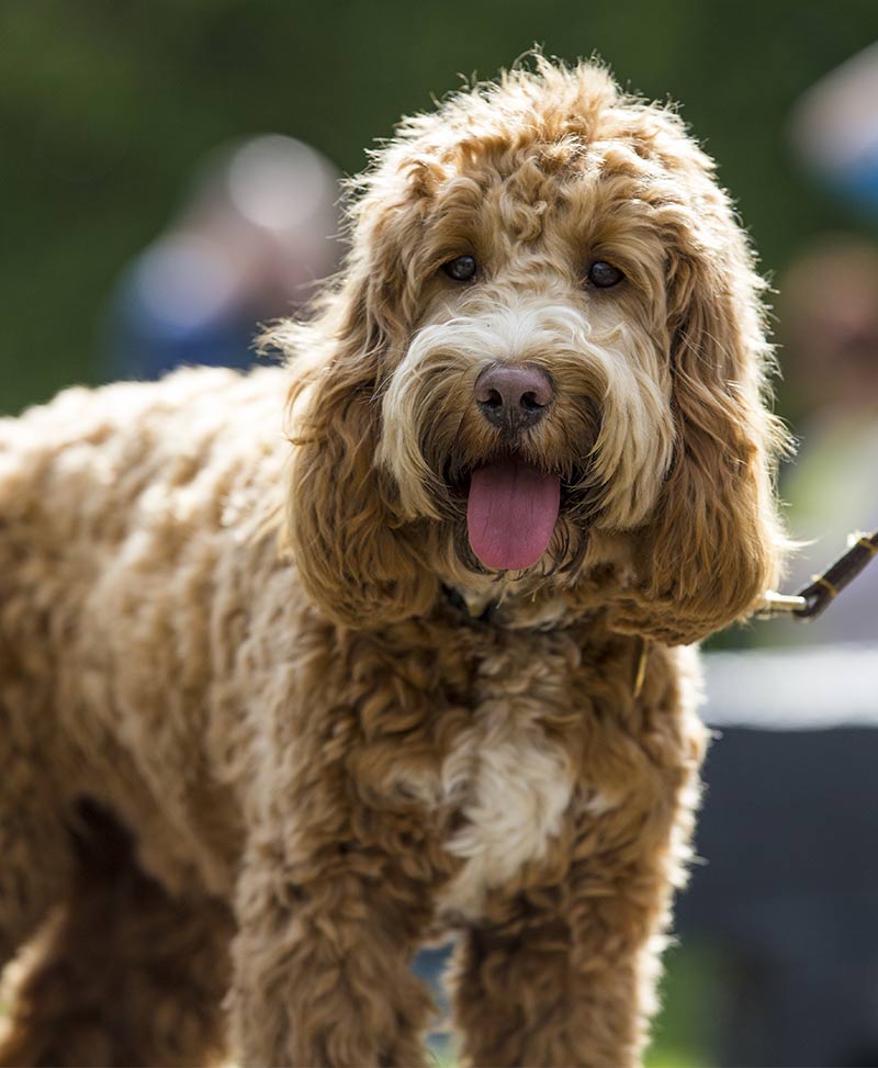 cocker spaniel poodle