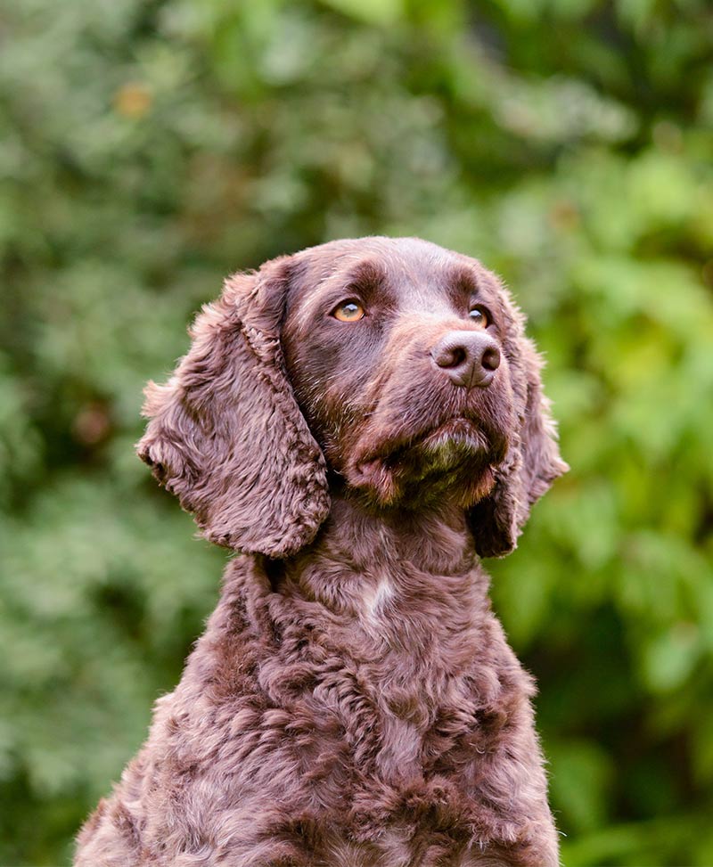 spaniel and poodle cross