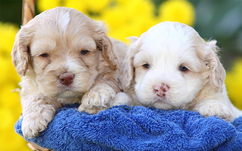 Cockapoo puppies