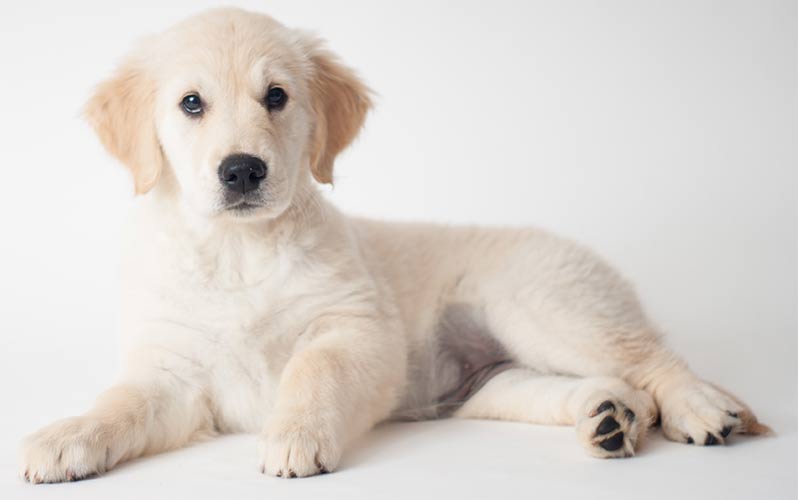 list of golden retriever breeders