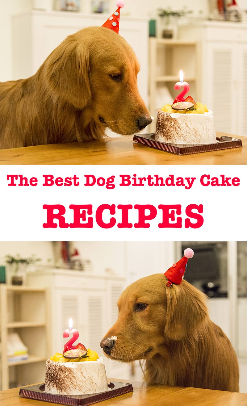 Dog Birthday Cake Recipes For Your Pup's Special Day