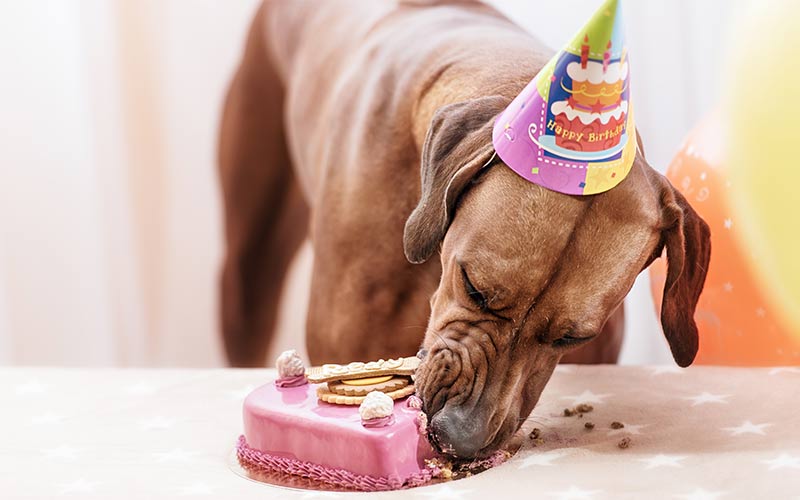 dog birthday cake recipes
