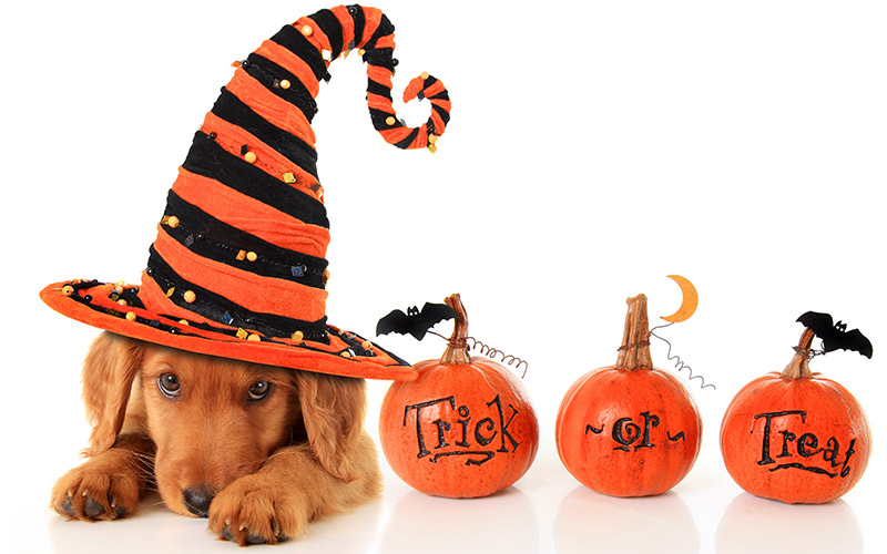 Best Dog Halloween Costumes For Small To Extra Large Dogs