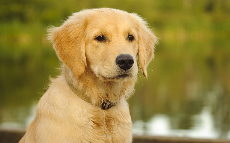 differences between male and female golden retrievers