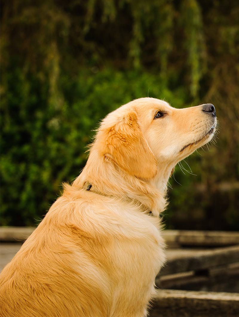 Cute Adorable Red Golden Retriever Puppies