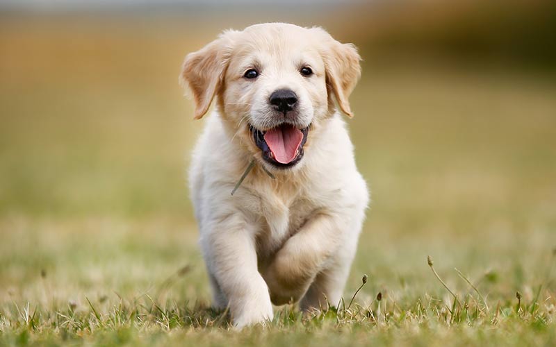 cute fluffy golden retriever puppy