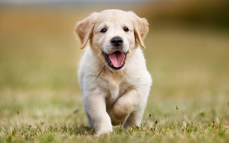 43 Best Photos Cream Golden Retriever Puppies Oregon : Salty Dogs Golden Retriever Puppies Home