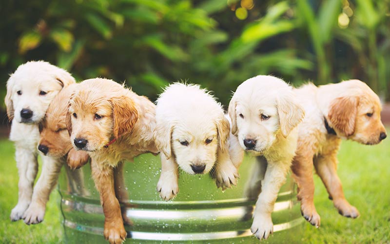 Popular Golden Retriever Names