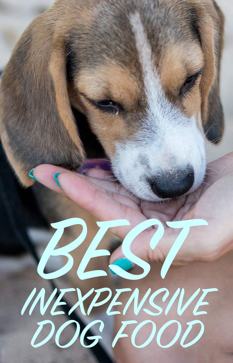 The Best Inexpensive Dog Food Great Nutrition Low Prices
