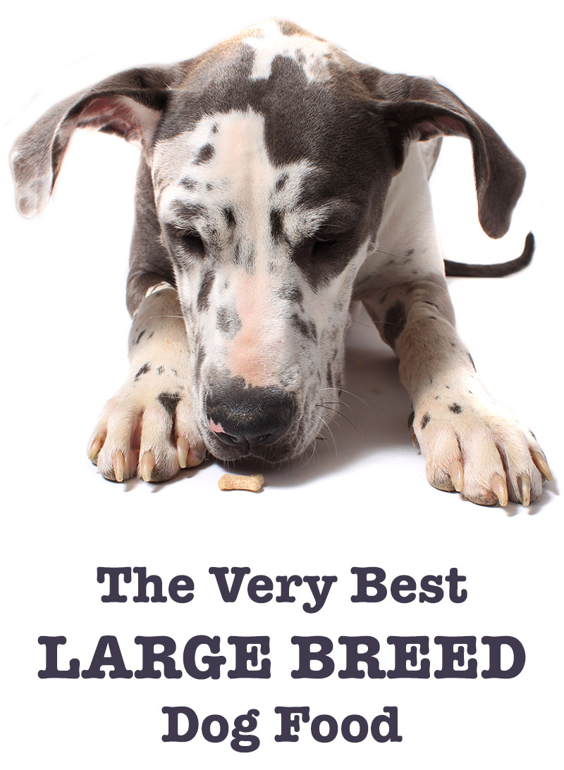 large breed dog food