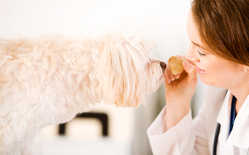 poodle mixes