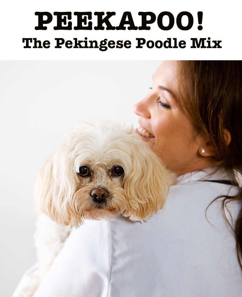 Pekingese Poodle Mix