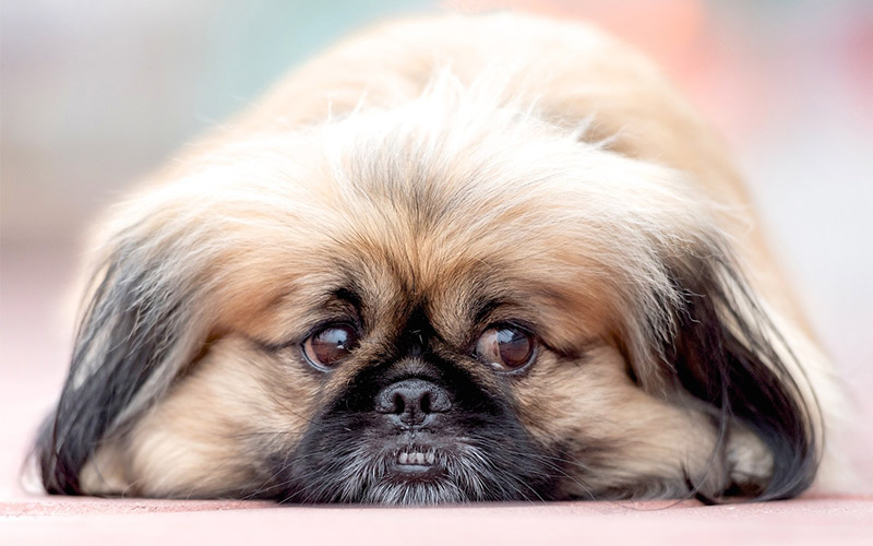 are carrots good for a pekingese