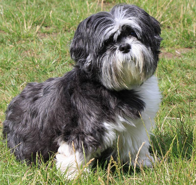 black and white shih tzu