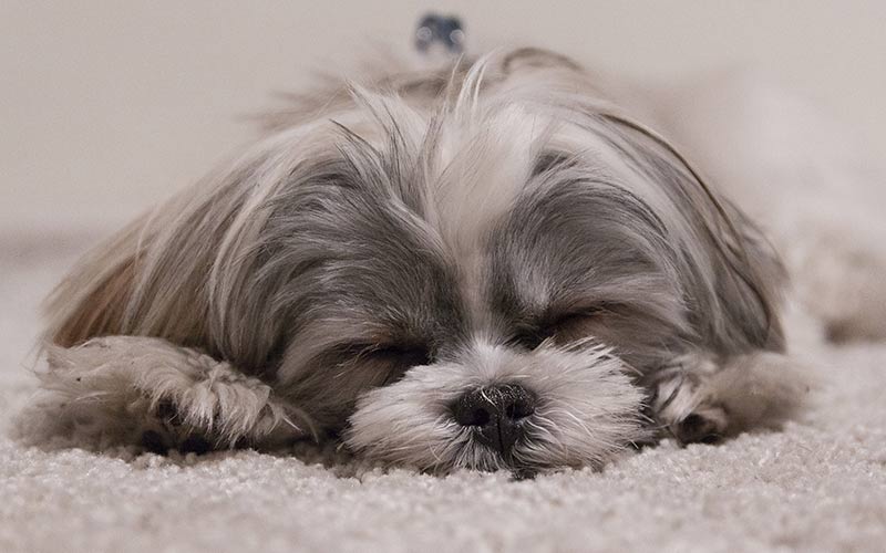 best dog for shih tzu