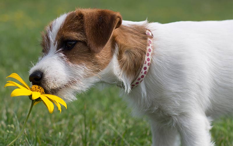 unique dog names