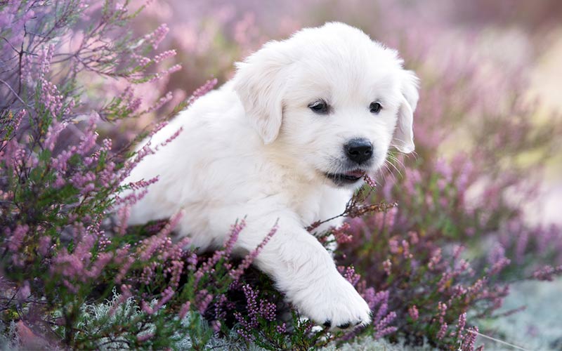 cute white golden retriever puppies