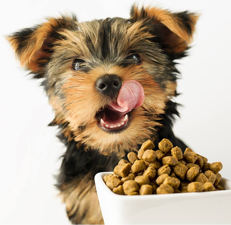 Best Dog Food For Yorkies - Tips and Reviews From Puppies ...