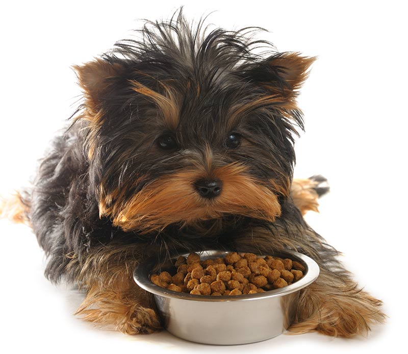 Which Brand Is Best For Dog Food