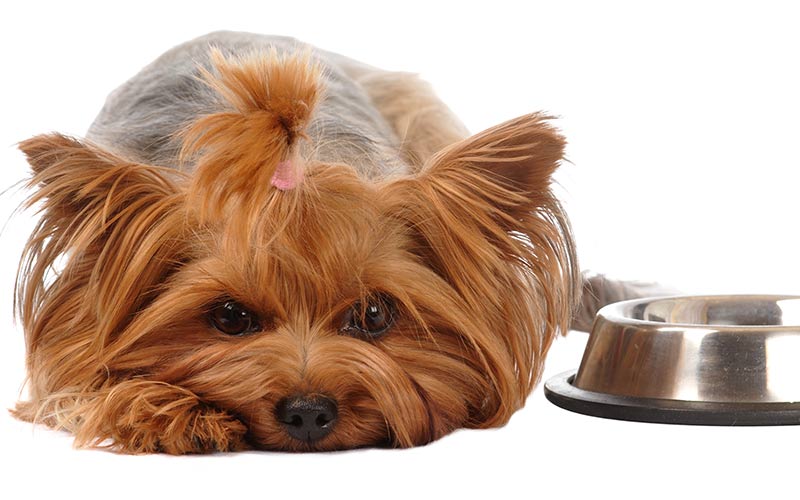 best wet dog food for yorkie puppies