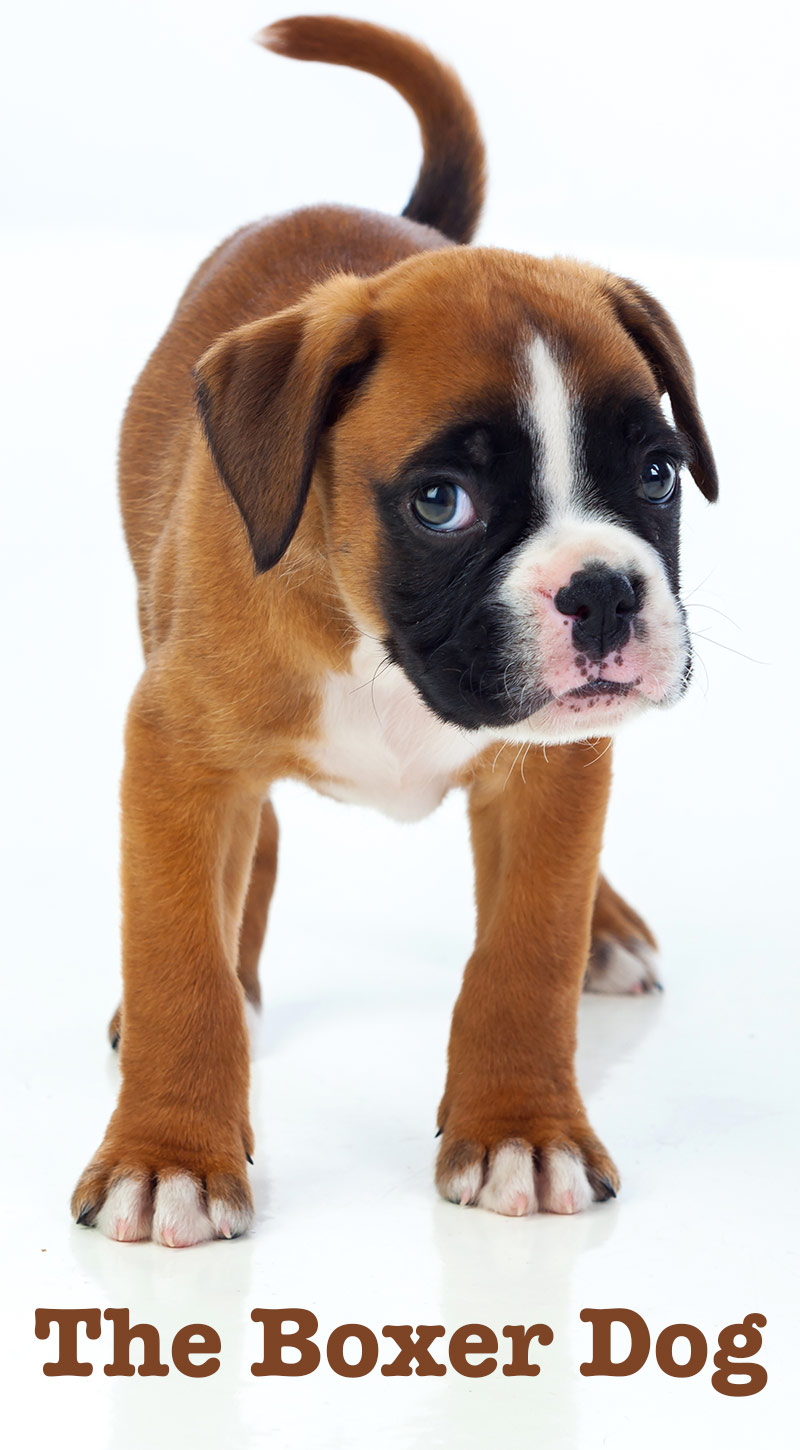 are boxer dogs born with long tails