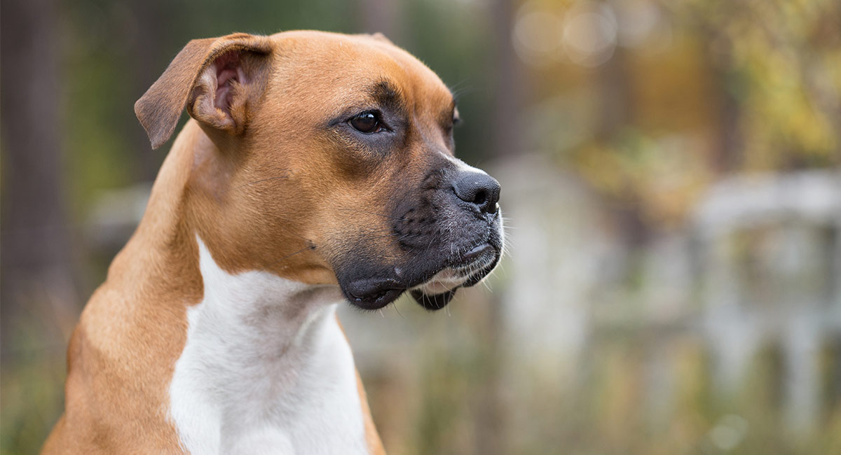 boxer dog