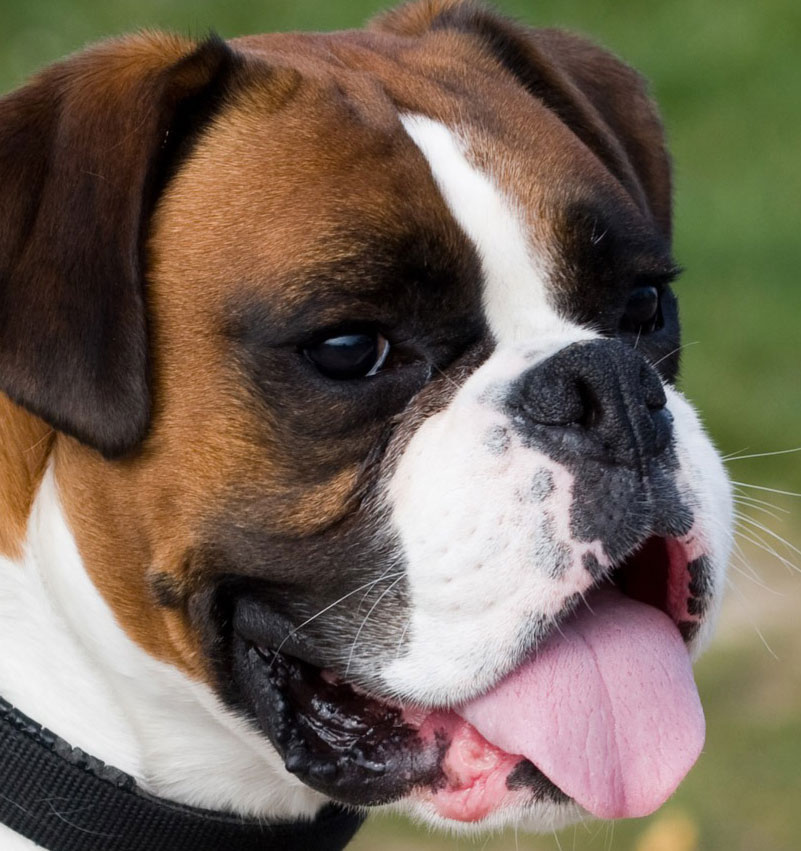 boxer dogs