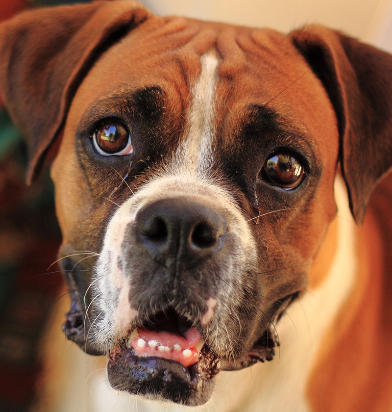 Boxer Dogs With Down Syndrome 2024