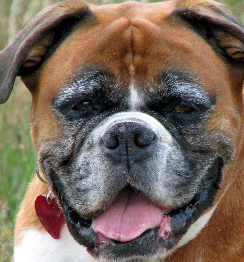 long haired boxer dog