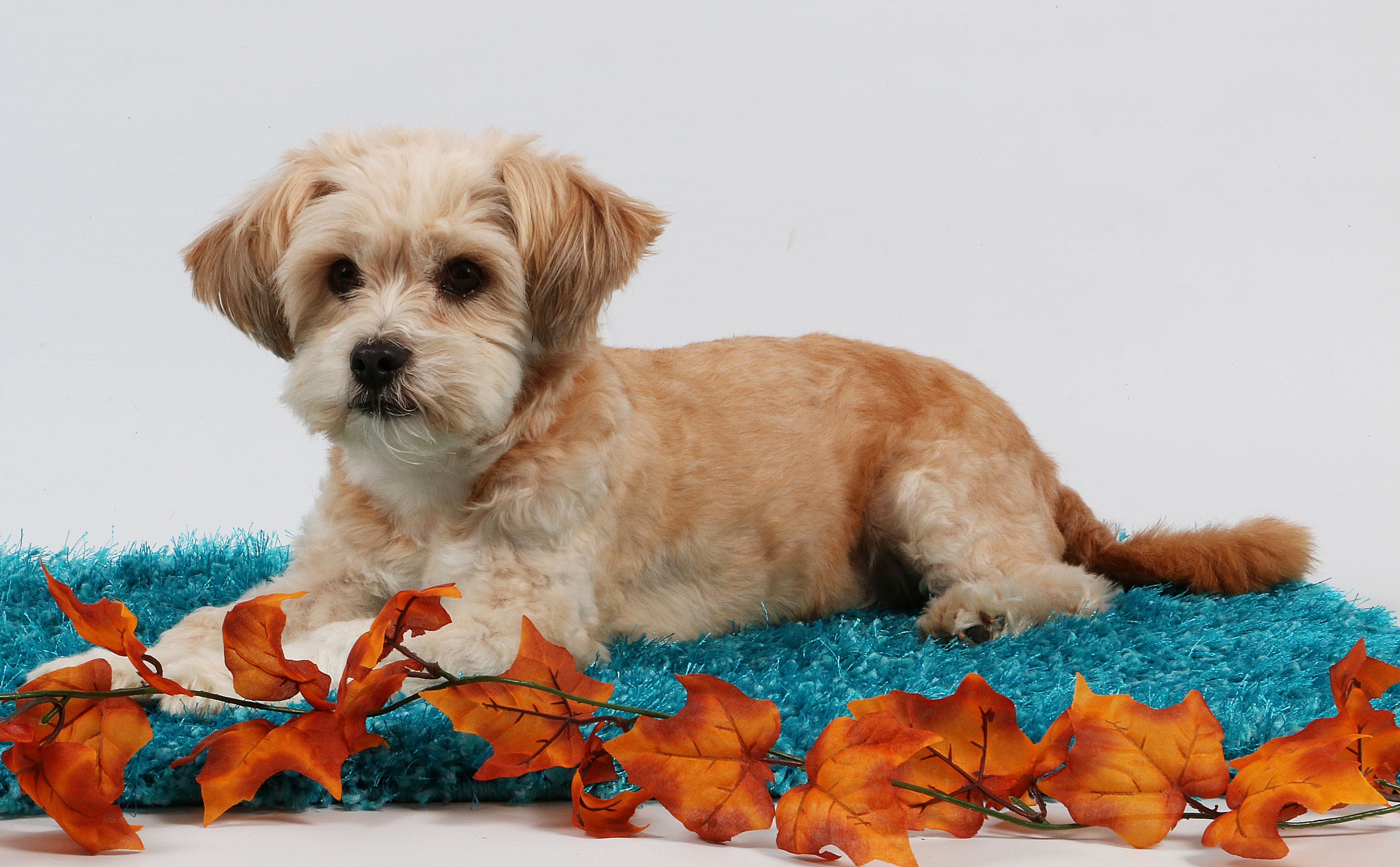 88+ Shih Tzu Mix Poodle