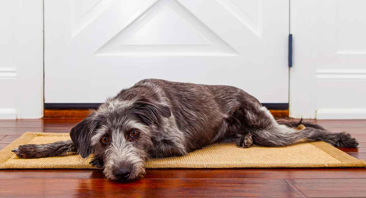 can apoquel cause pancreatitis in dogs