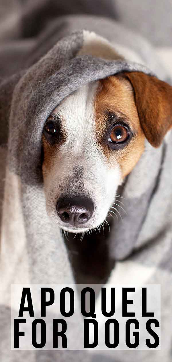 apoquel side effects for dogs