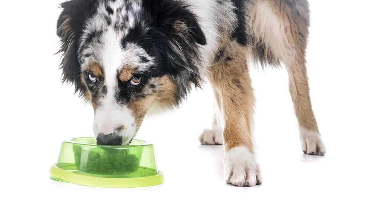 melhor alimentação para cães para pastores australianos