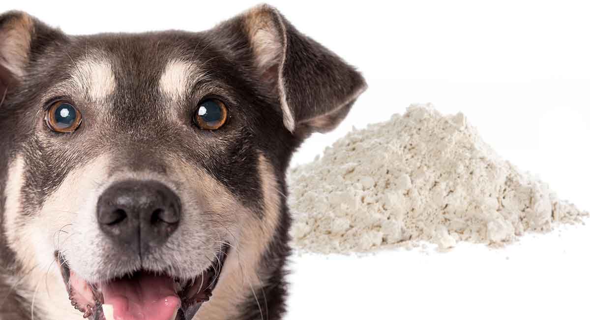 diatomaceous earth for dogs