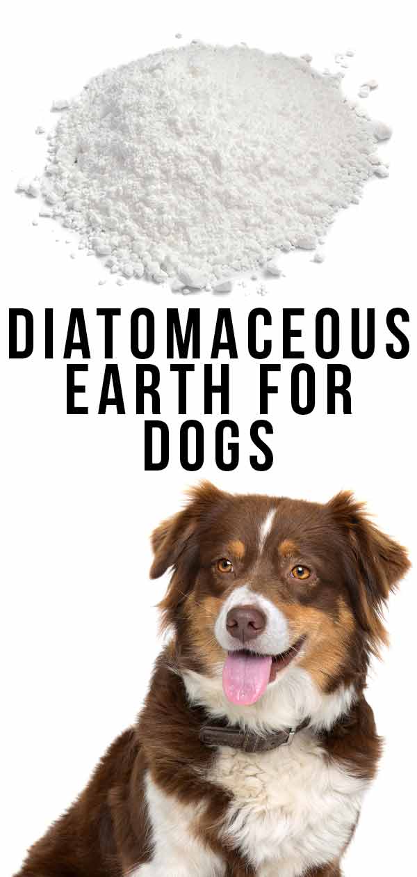 will diatomaceous earth kill mites on dogs