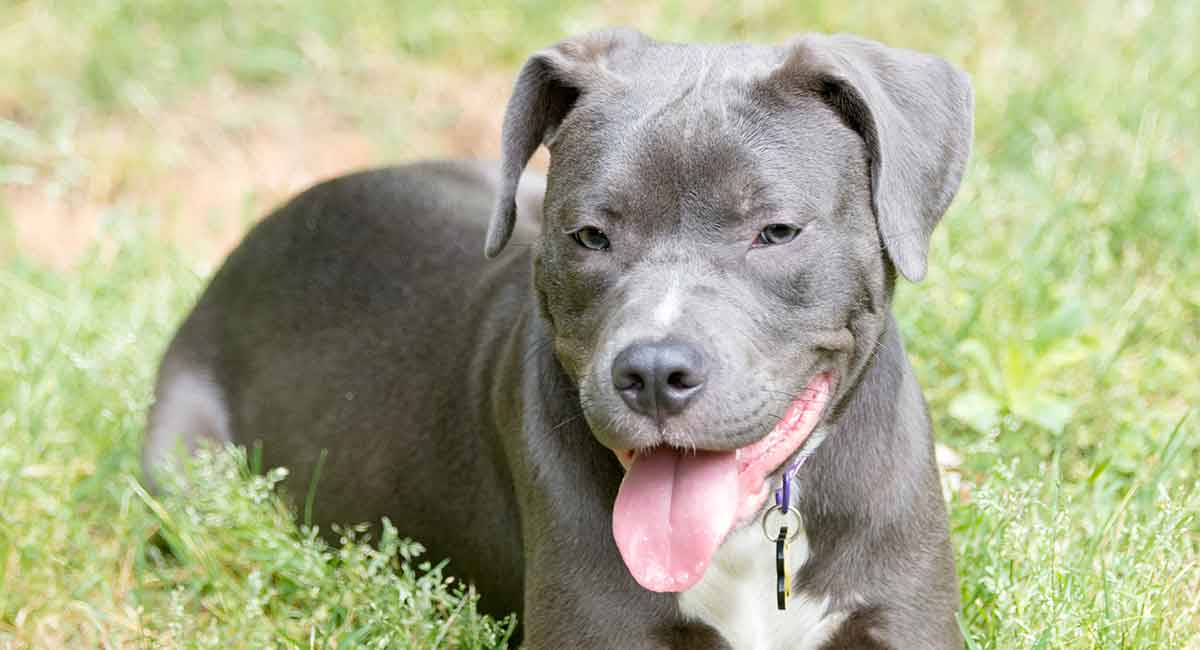 pitbull lab mix bullador dog laying down in grass