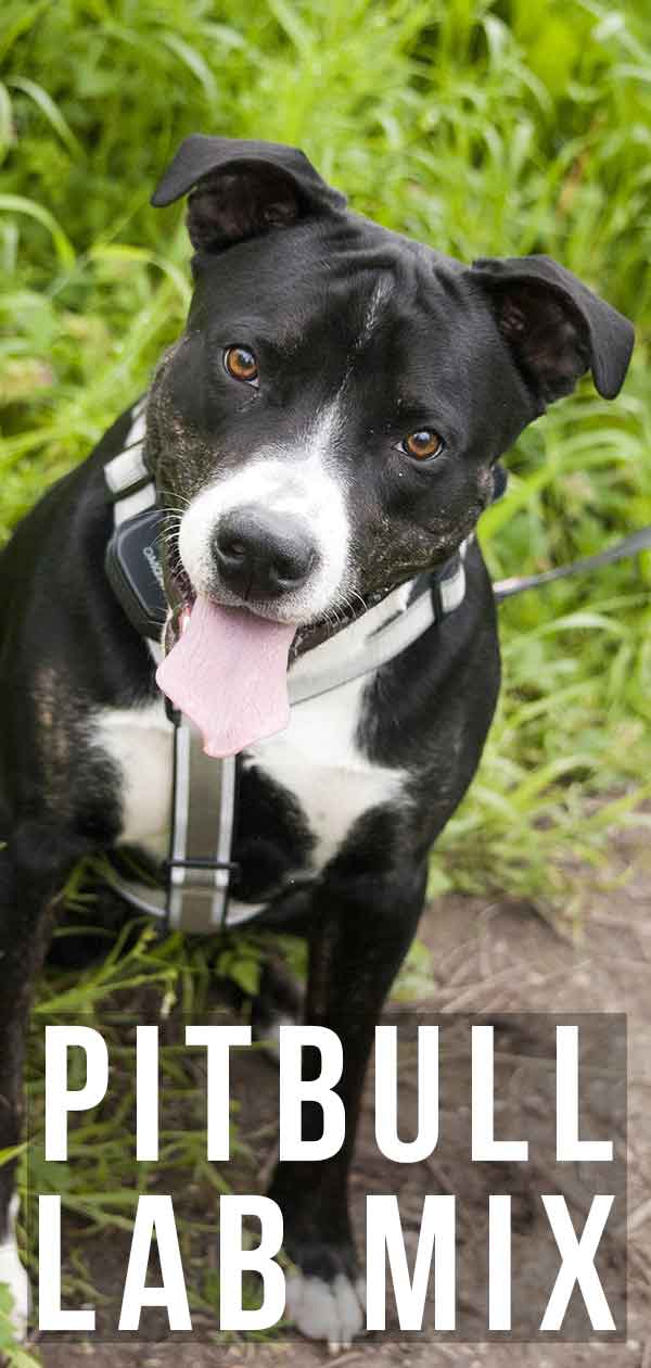 pitbull lab mix