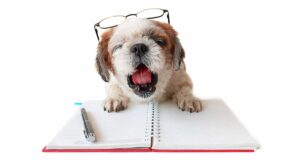 Shih Poo mix breed dog