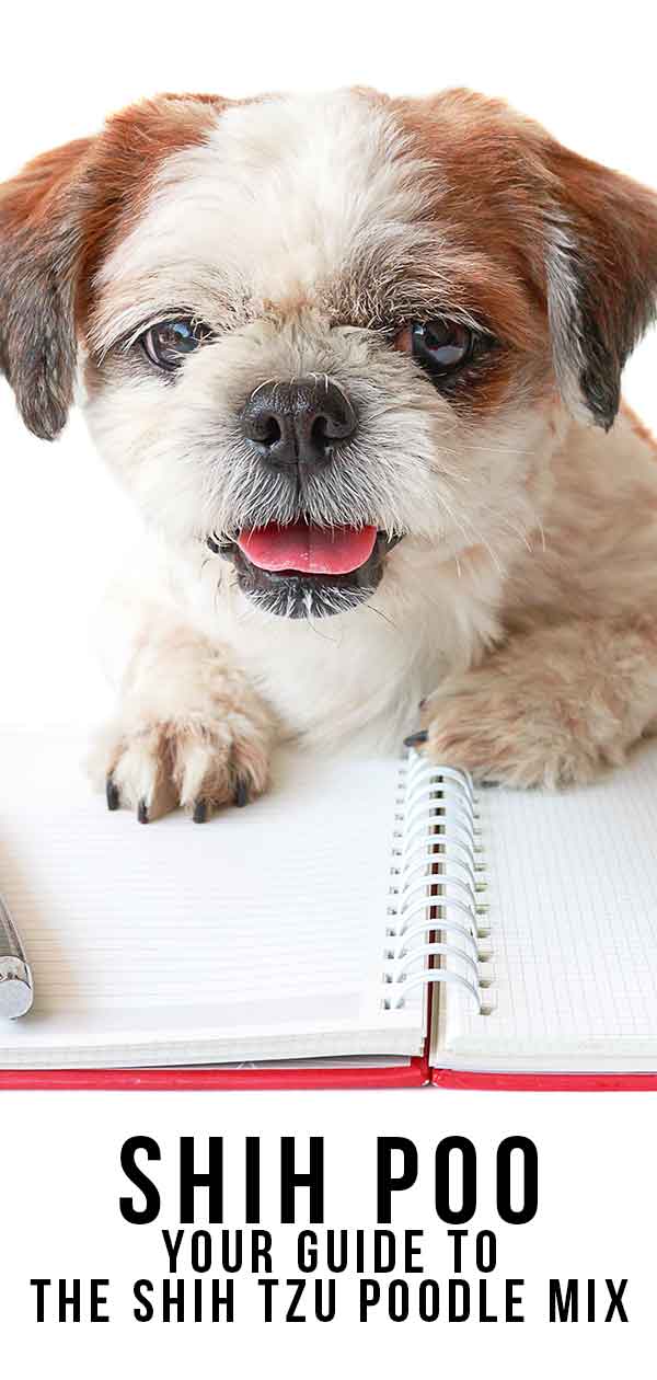 Shih Poo Your Guide To The Shih Tzu Poodle Mix